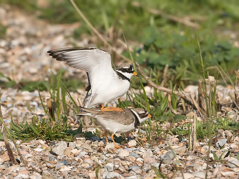 Charadrius hiaticula Bontbekplevier Great Ringed Plover